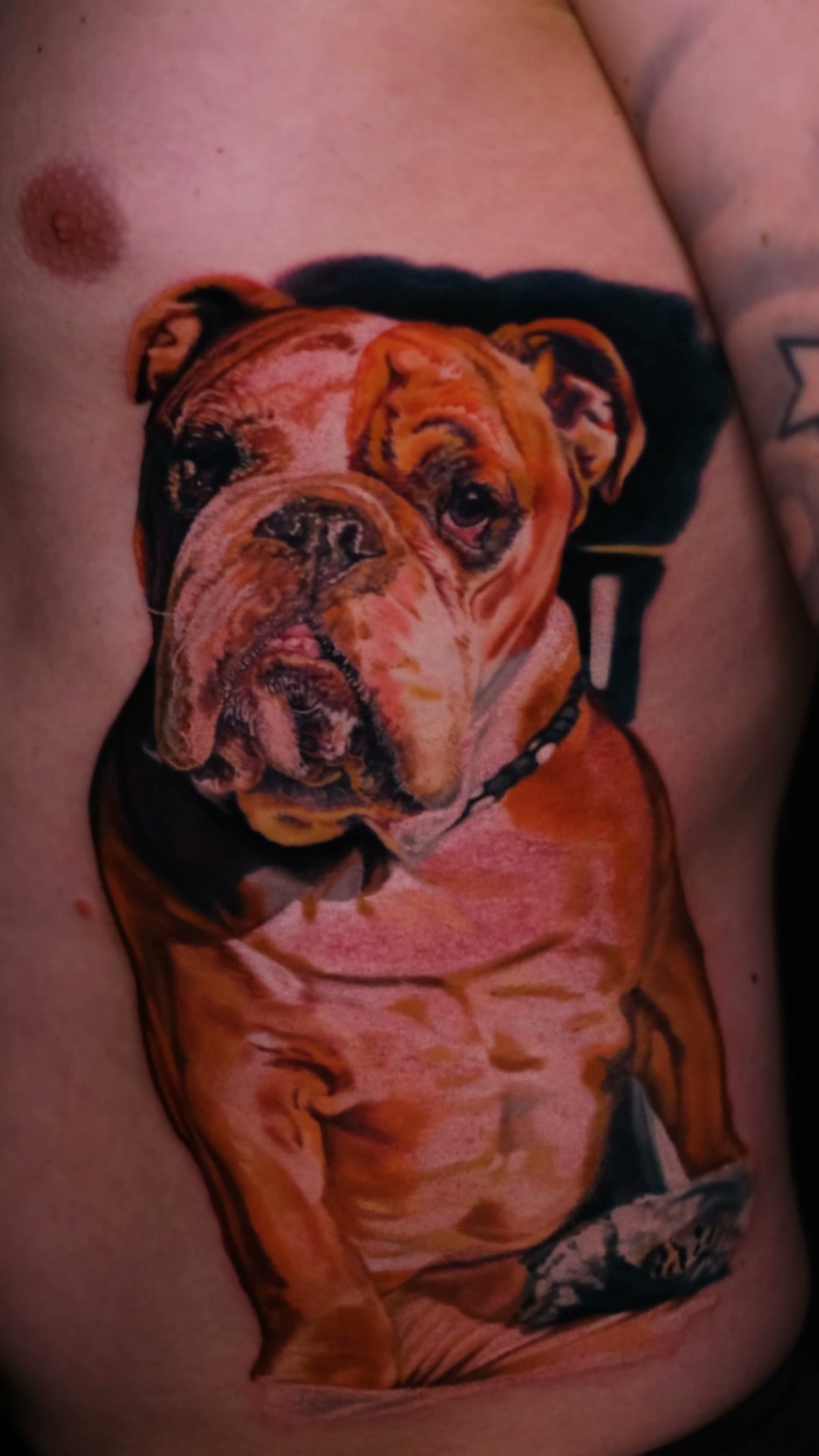 Portret buldoga angielskiego — tatuaż realistyczny, Wrocław