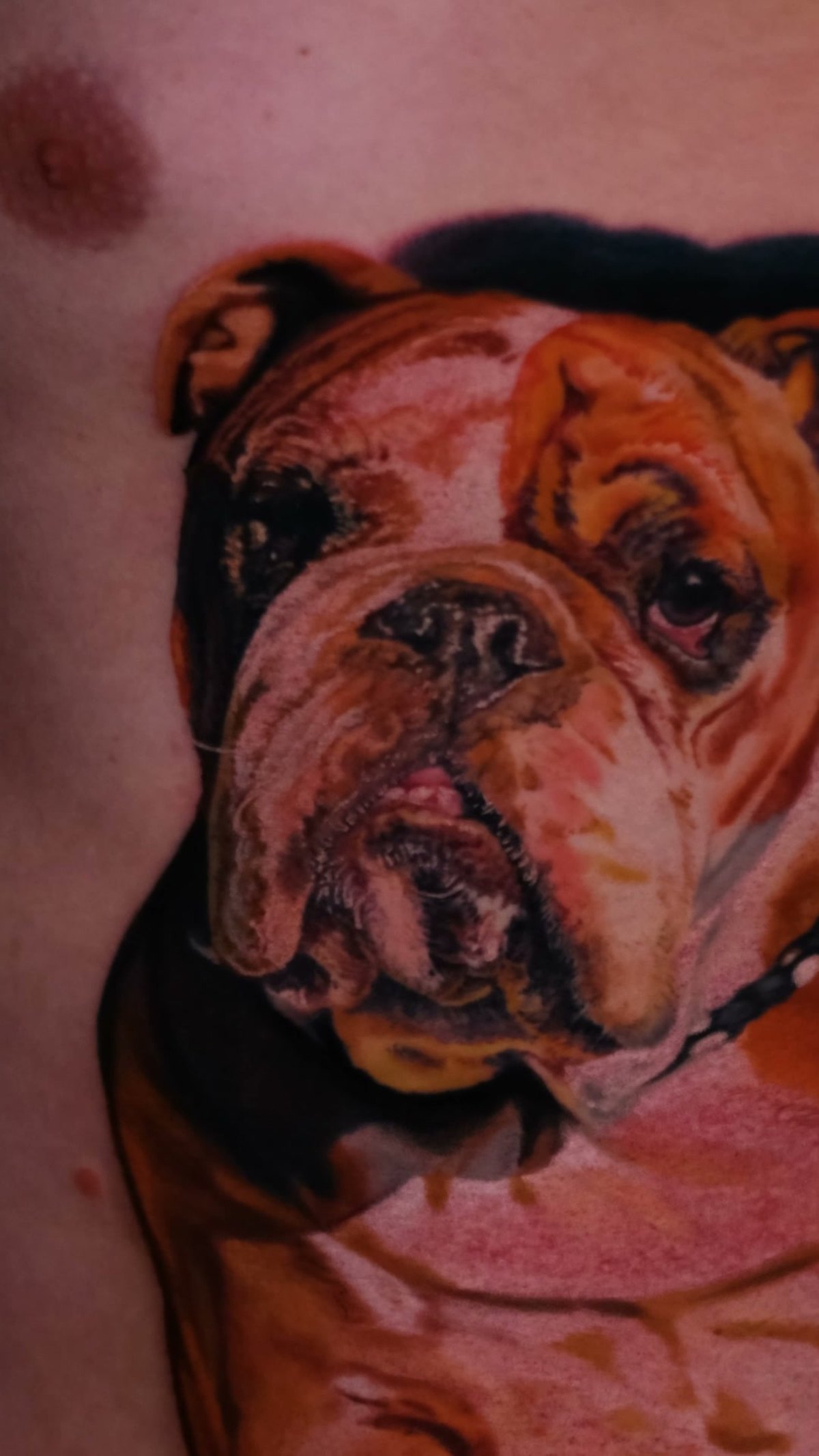 Tatuaż portret zwierzaka ze zdjęcia — praca na żebrach, zbliżenie